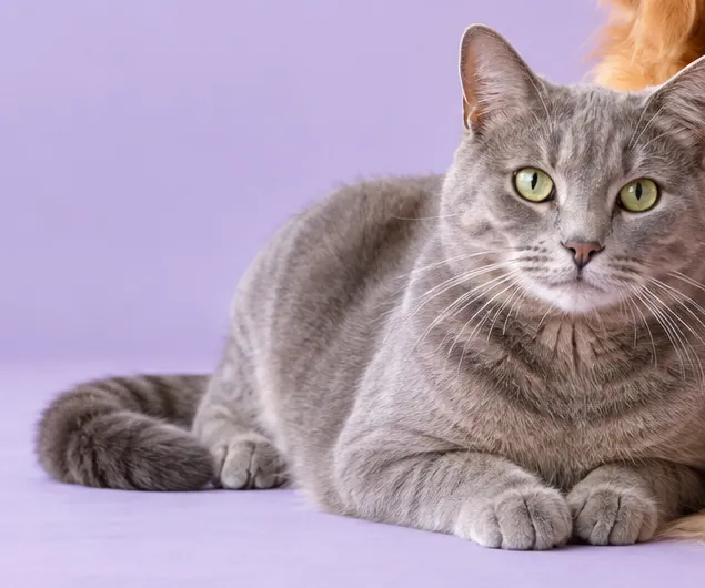 Gri tekir kedi, yeşil gözleriyle kameraya bakıyor.