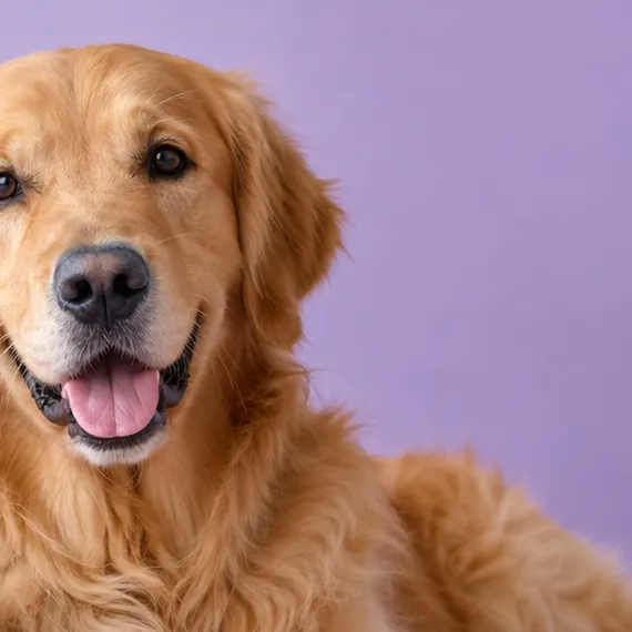 Gülümseyen golden retriever.